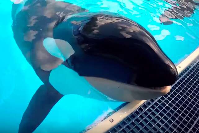 orca death seaworld kayla
