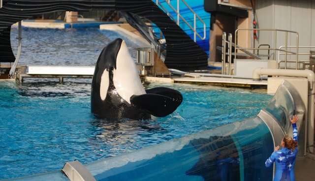 orca seaworld death