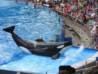 orca injury