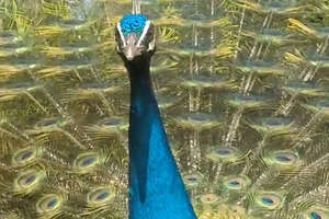 How Peacock Displays Can Make Females Vibrate