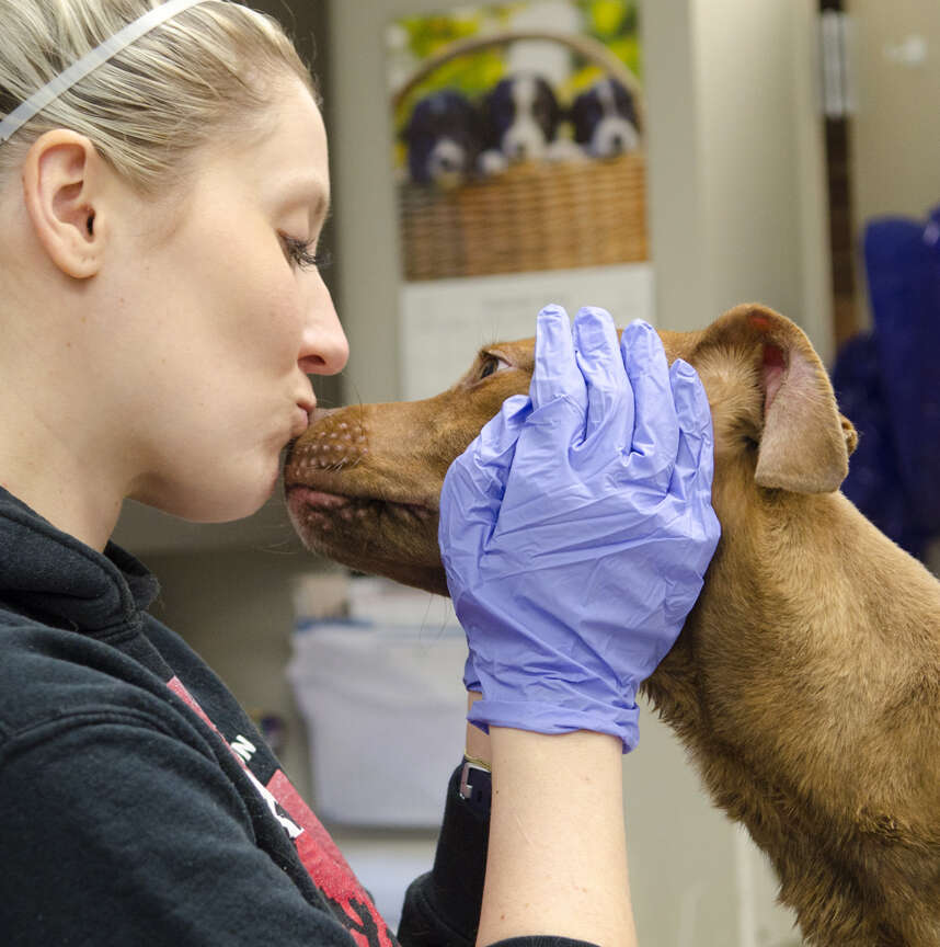 Rescuer kisses stray dog saved from the snow