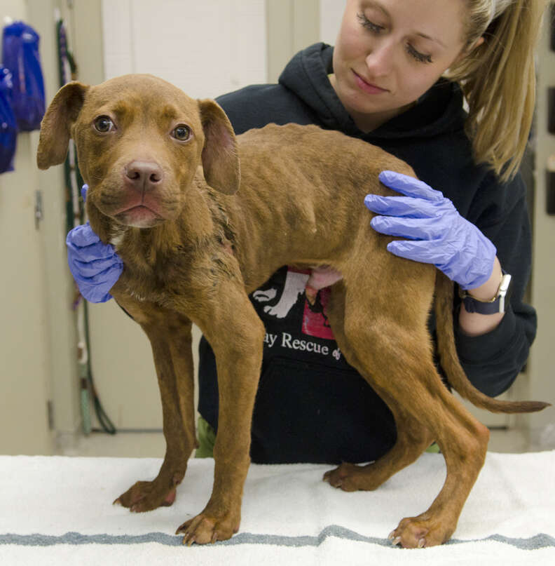 Stray dog saved from the snow