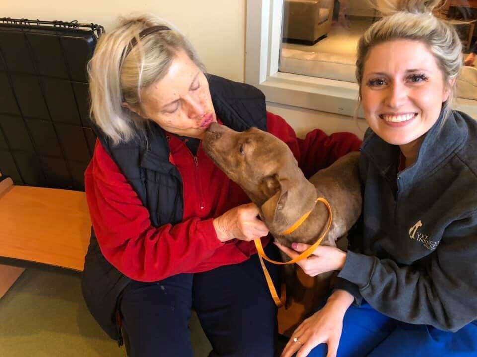 Stray dog saved from cold kisses foster mom