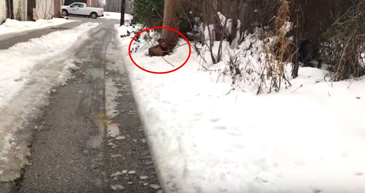 Stray dog out in the snow asking for help