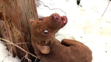 Stray dog asking people for help