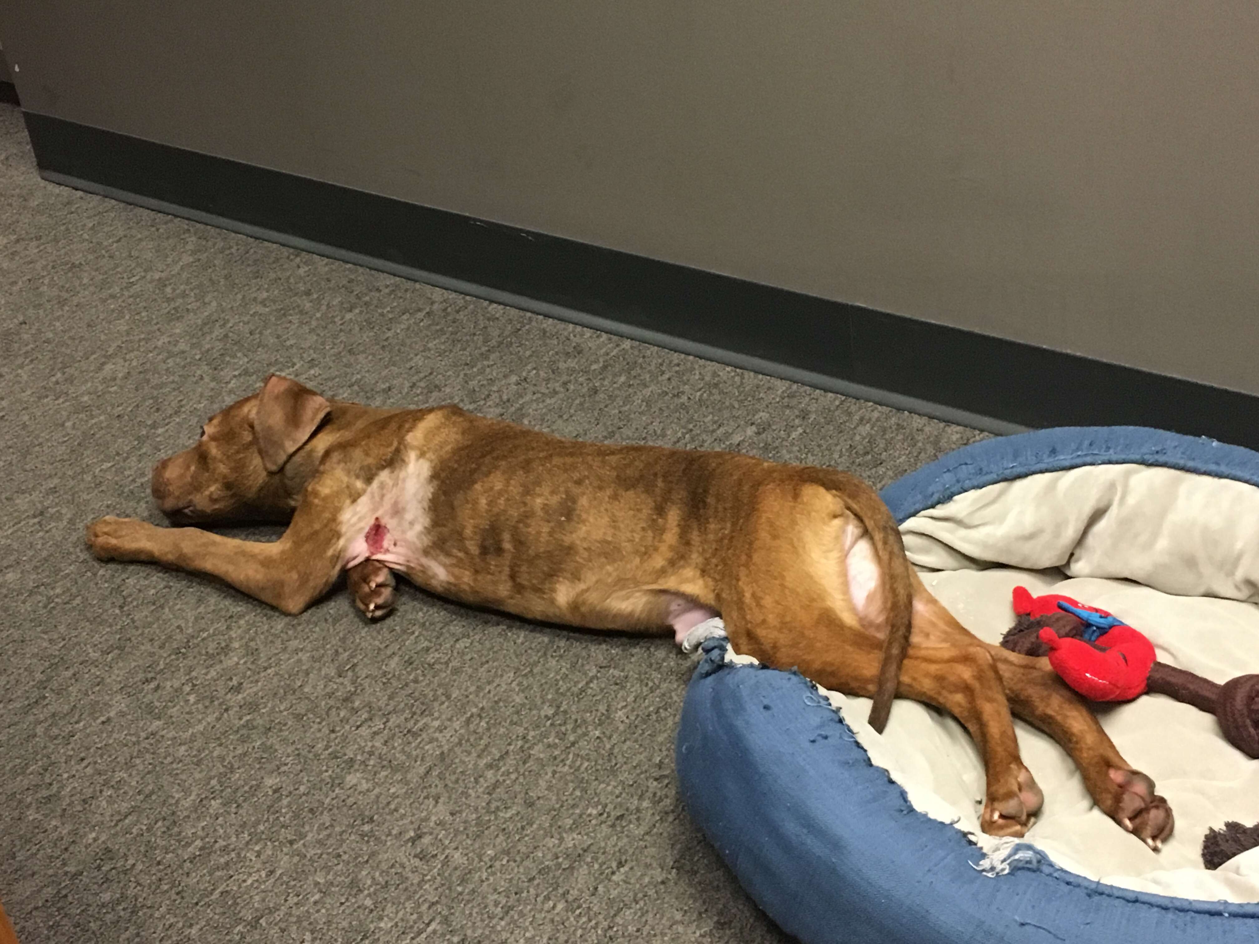 Stray dog saved from the cold collapsed into his very first bed