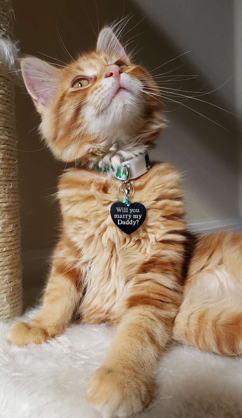 A kitten with an engraved name tag marriage proposal