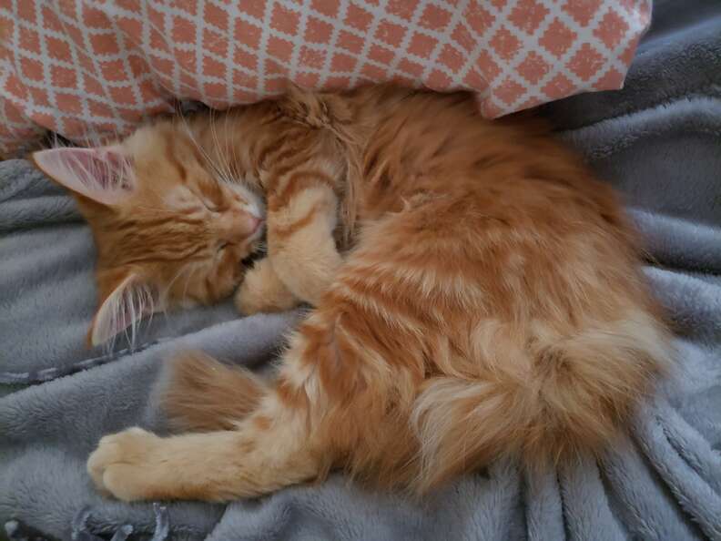 Ari, the orange tabby kitten at VOCAL cat rescue