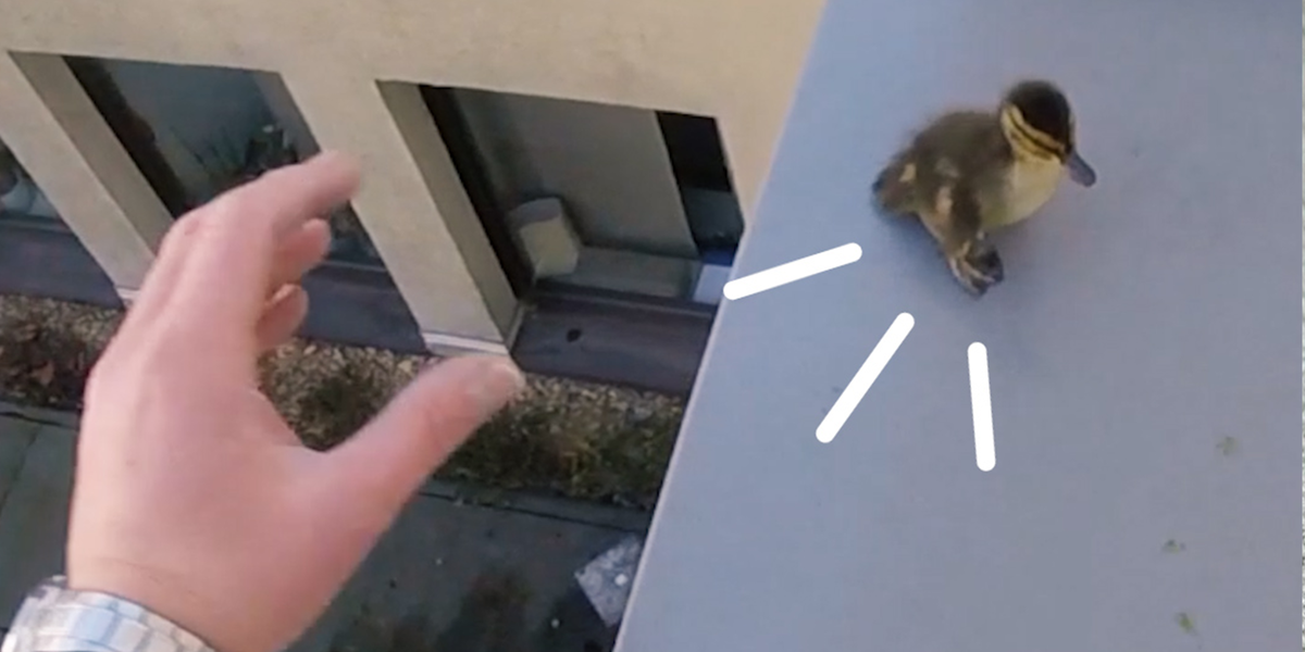 Guy Risks Life To Save Ducks Trapped On A Roof - Videos - The Dodo