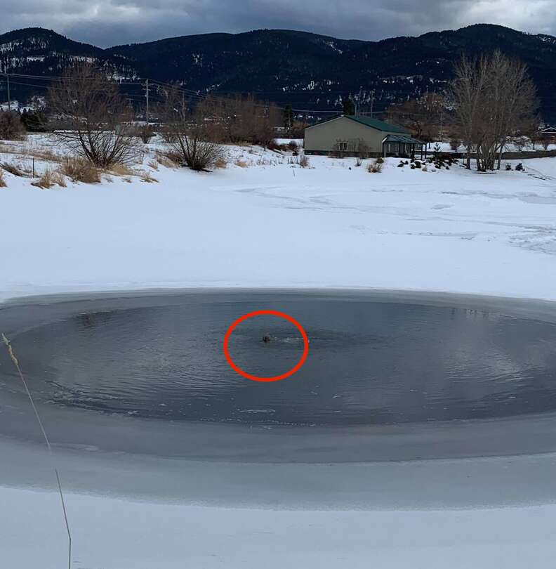 Dog stranded in freezing pond in Montana