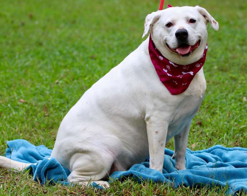 Presley, a chubby dog available for adoption in Mississippi