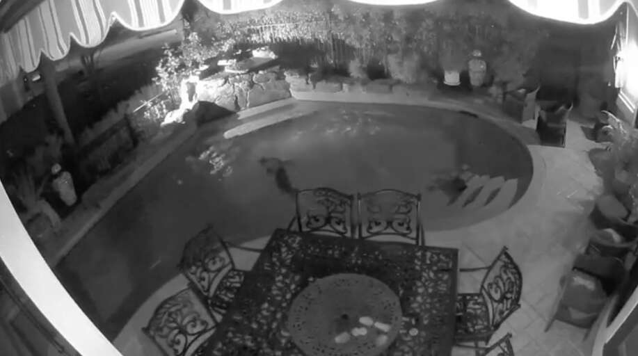 Raccoons in security cam footage swimming in man's pool