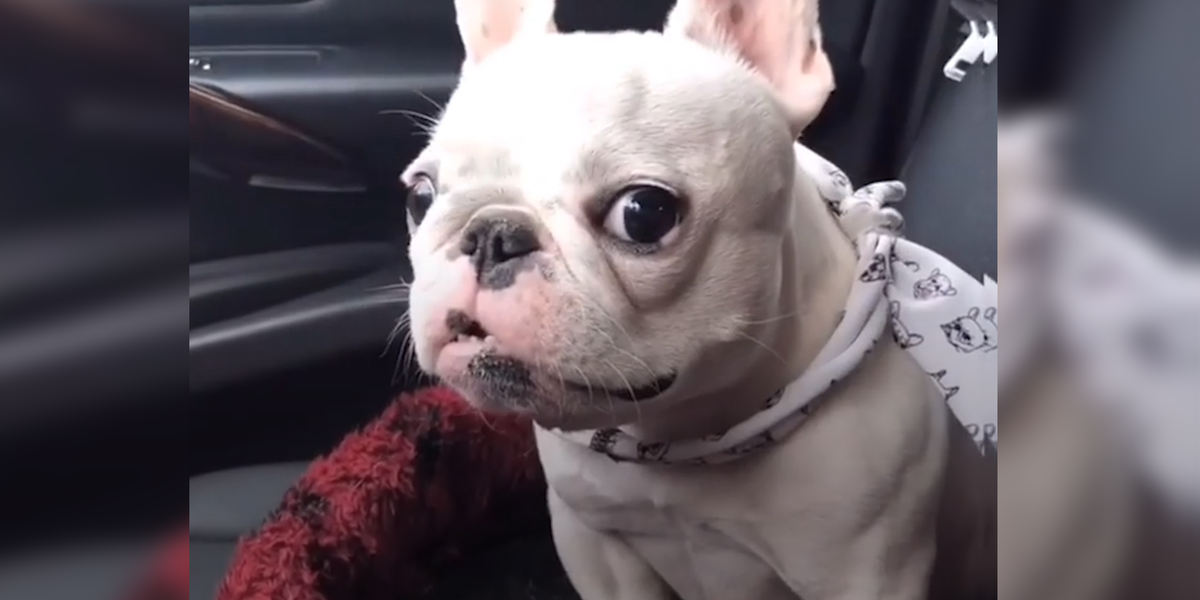 Rescue Frenchies Are Just The BEST Videos The Dodo