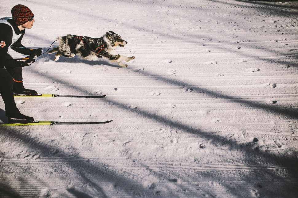 skijoring