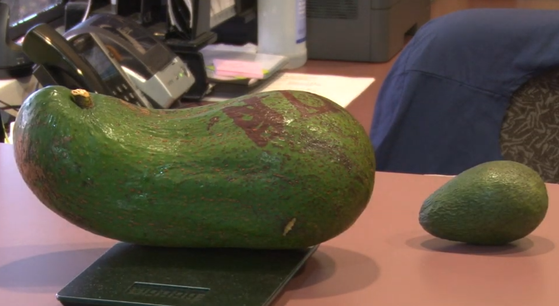 Гигантские авокадо. Большой авокадо. Гигантский авокадо. Самый крупный авокадо. Самый большой авокадо в мире.