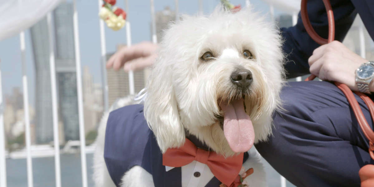 Dog Is Perfect As His Parents' Best Man - Videos - The Dodo