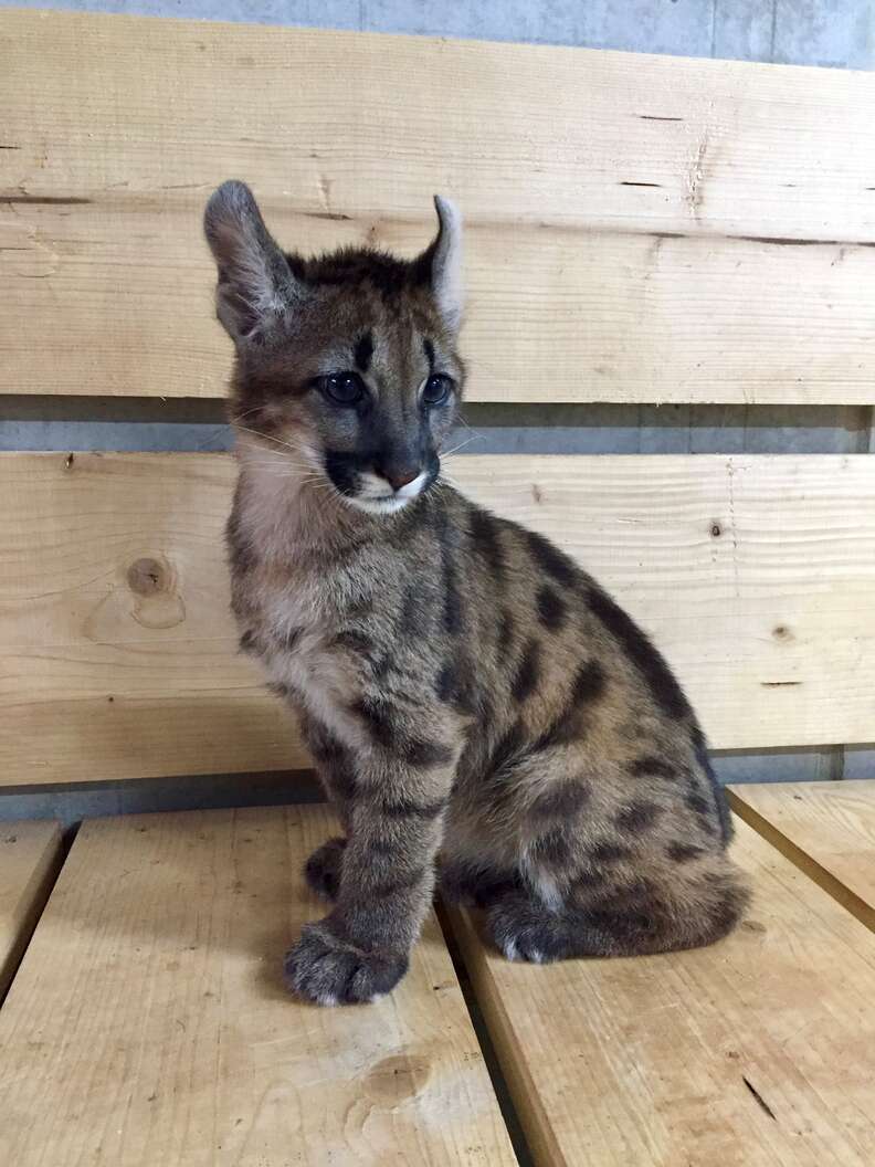 Puma Kitten Found By Landlady In German Apartment Arrives At Sanctuary The Dodo