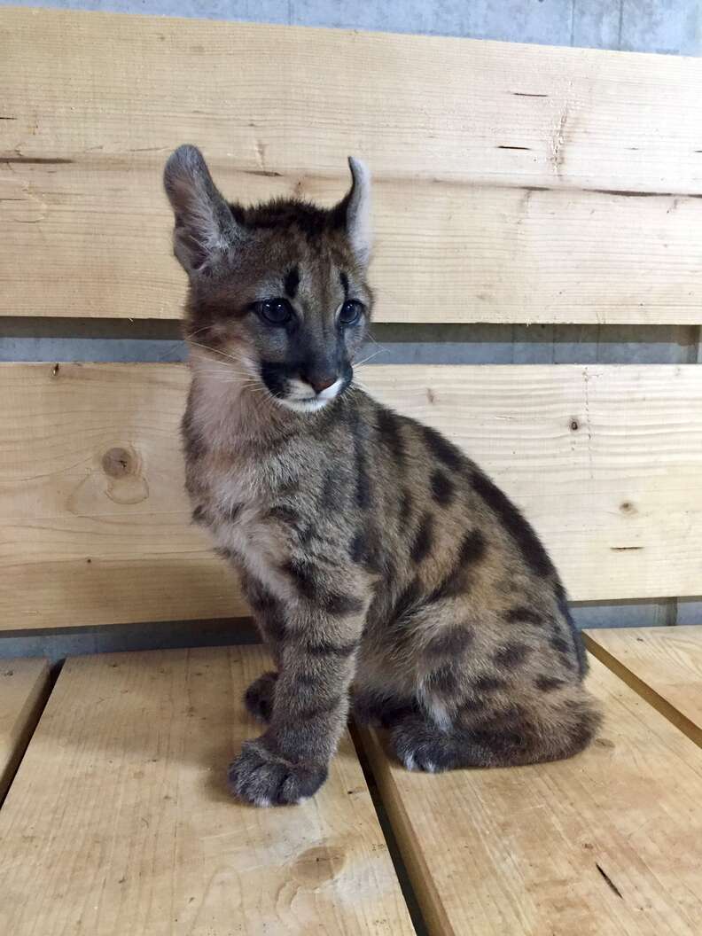 Puma kitten discovered in apartment in Germany