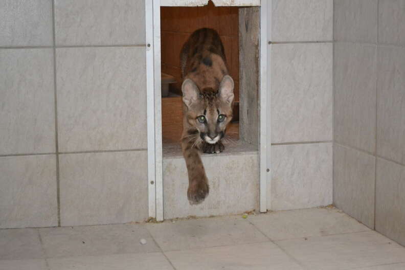 effect Binnenwaarts Overgang Puma Kitten Found By Landlady In German Apartment Arrives At Sanctuary -  The Dodo