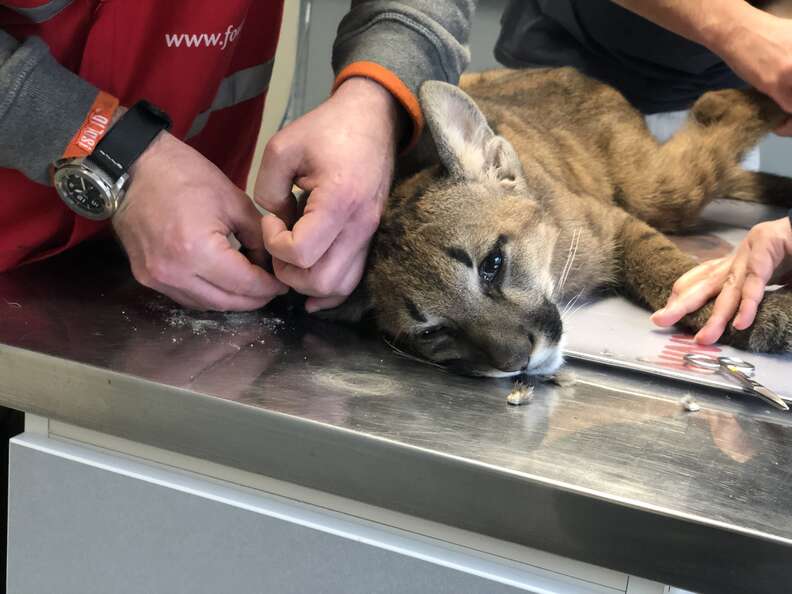 Puma kitten discovered in apartment in Germany