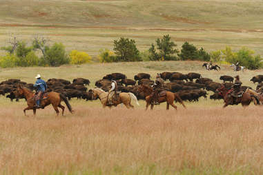 cowboys chasing buffalos