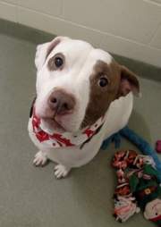 Capone looks up at the shelter staff