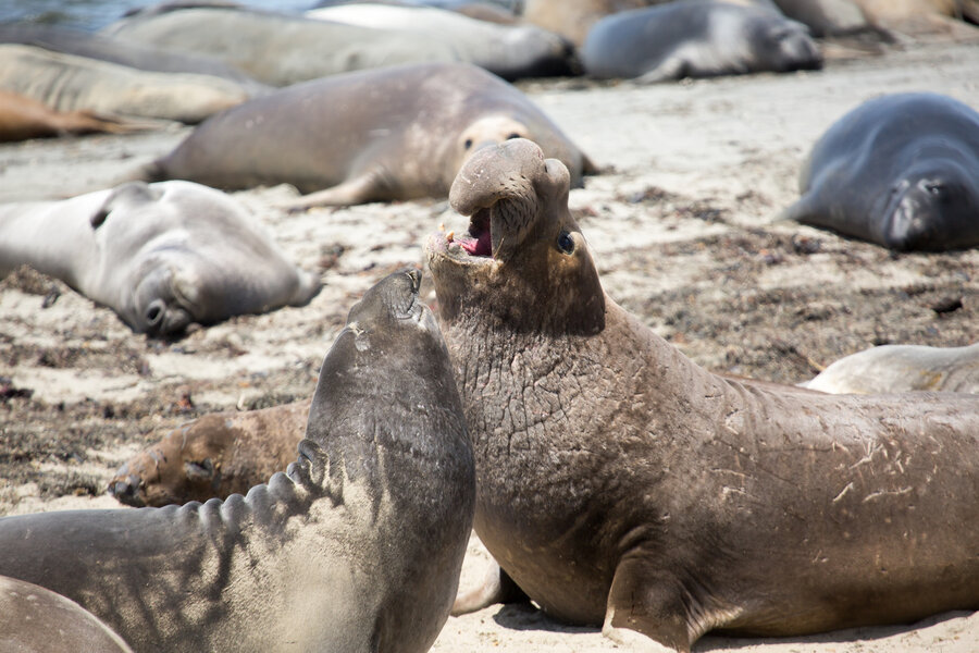 Elephant Seals Take Over California Beach During Government Shutdown ...