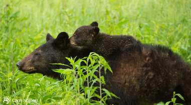 Black bear mom giving piggyback ride to her cub