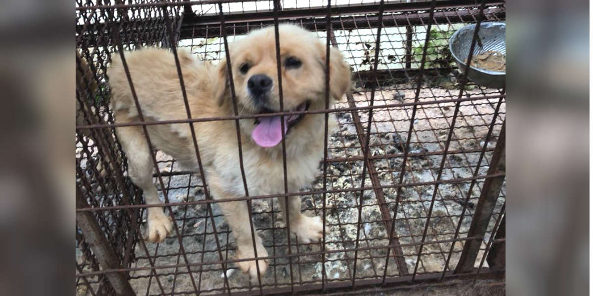 Dog Saved From Korean Meat Farm Has Best Life Now The Dodo