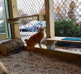 cat rescue adopt