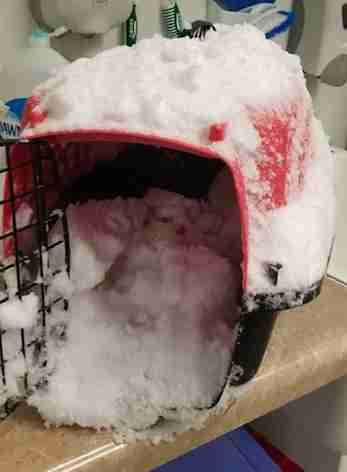 cat rescue snow