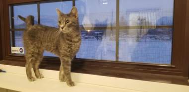 cat rescue snow