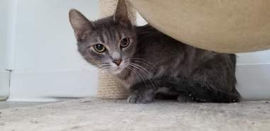 cat rescue snow