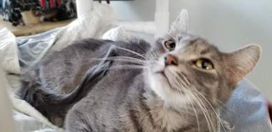 cat rescue snow