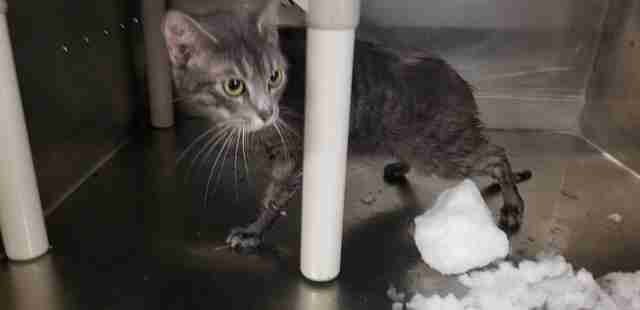 cat rescue snow