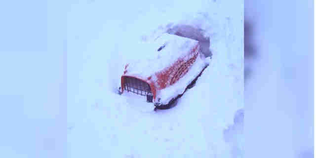 cat rescue snow