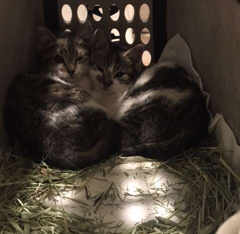 A litter of stray kittens rescued in Brooklyn