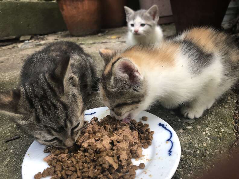 Stray cats enjoying some food