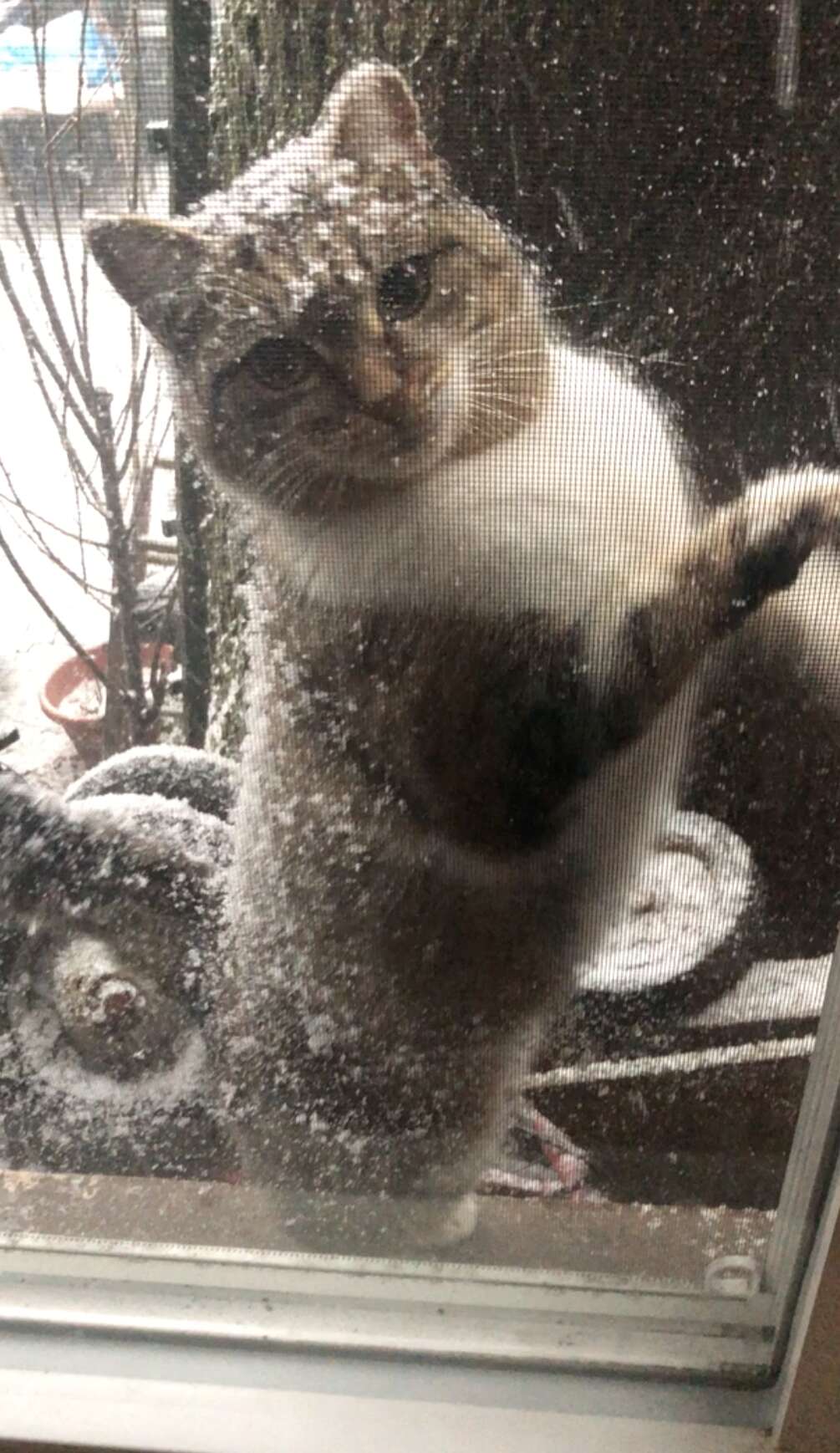 Chunk Chunk the neighborhood cat begs to come inside