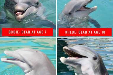 dolphin deaths 