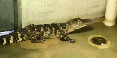 alligator rescue