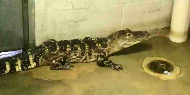 alligator rescue