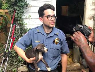 dog rescue fighting