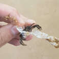 Man Saves Tiniest Crab Stuck In Candy Wrapper