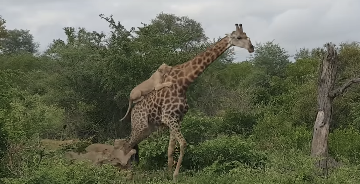 Giraffe Escapes Lions After a Five-Hour Battle - Thrillist