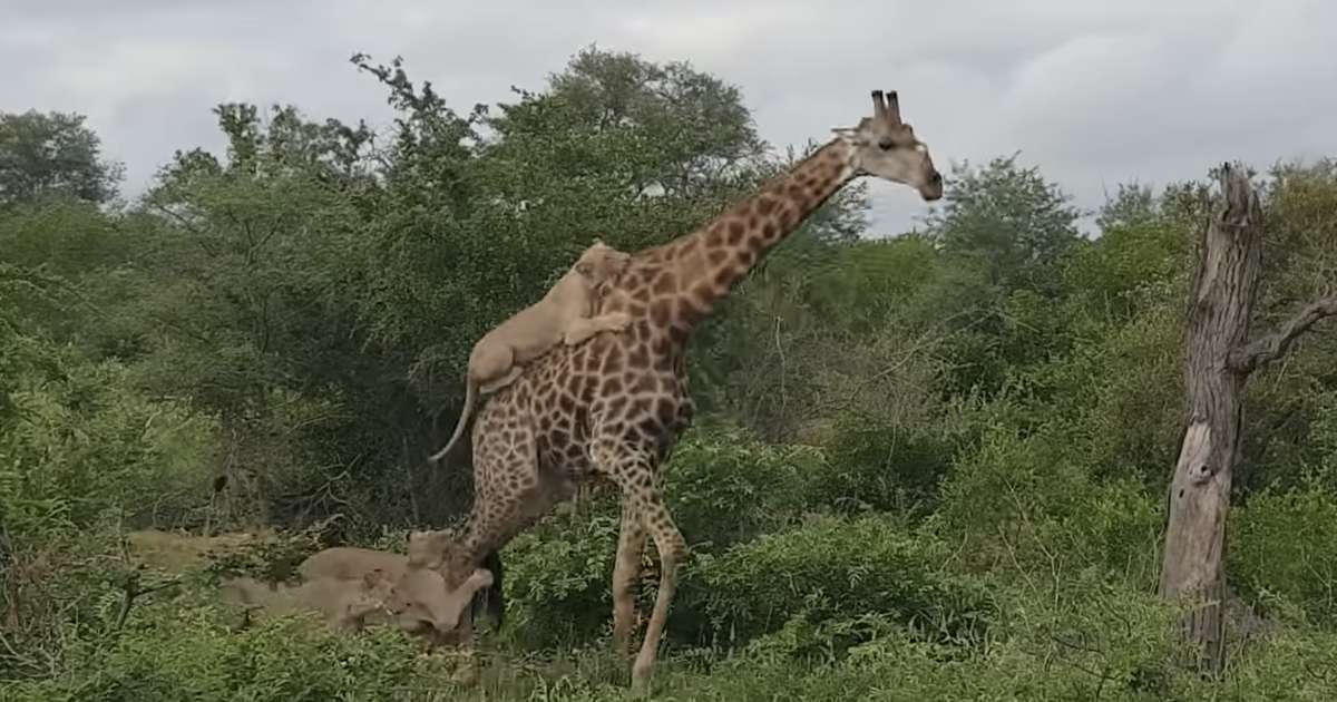 Giraffe Escapes Lions After a Five-Hour Battle - Thrillist