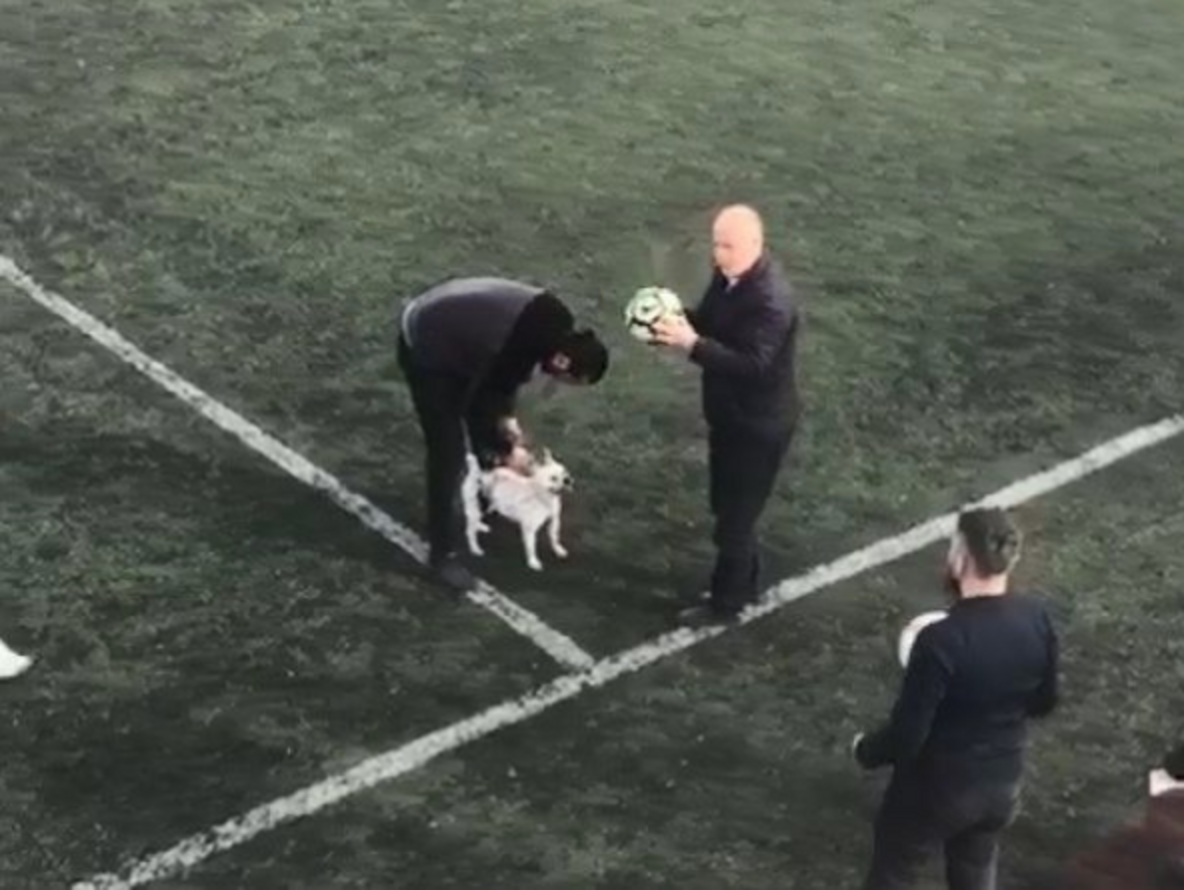 Dog Steals Soccer Ball During Match And Refuses To Give It Back The Dodo