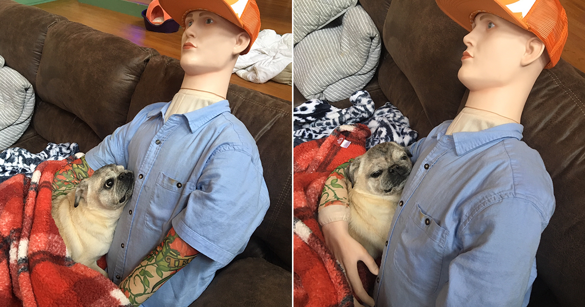 pug with separation anxiety