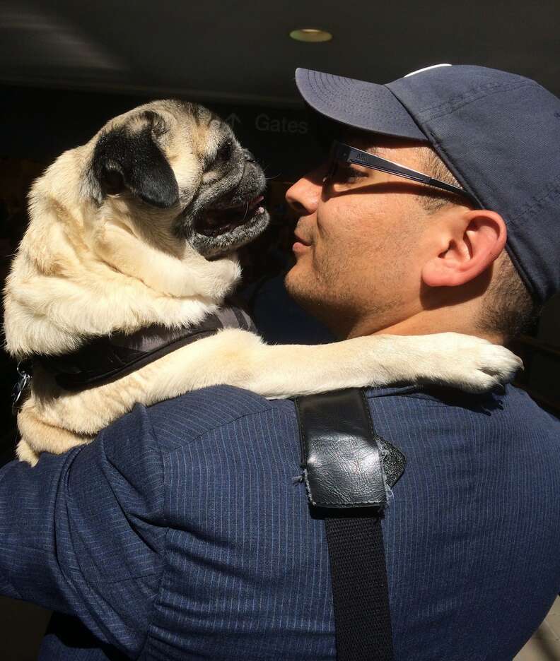 Shorty the senior pug hugs his dad, Marc Peralta