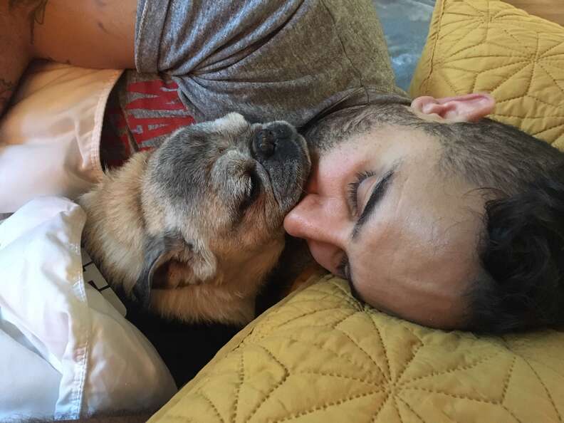 Shorty the pug snuggles his adopter